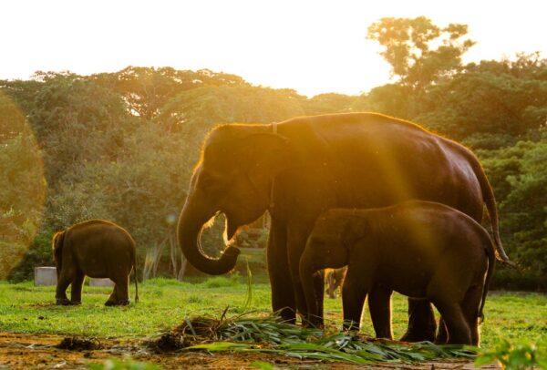 Elephant sanctuary, Tangkahan, Sumatra